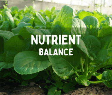 nutrient balance 1000x600